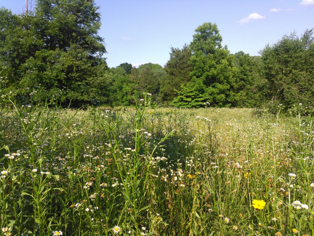 Native warm season grass and wildflower pollinator and quail meadow establishment and maintenance