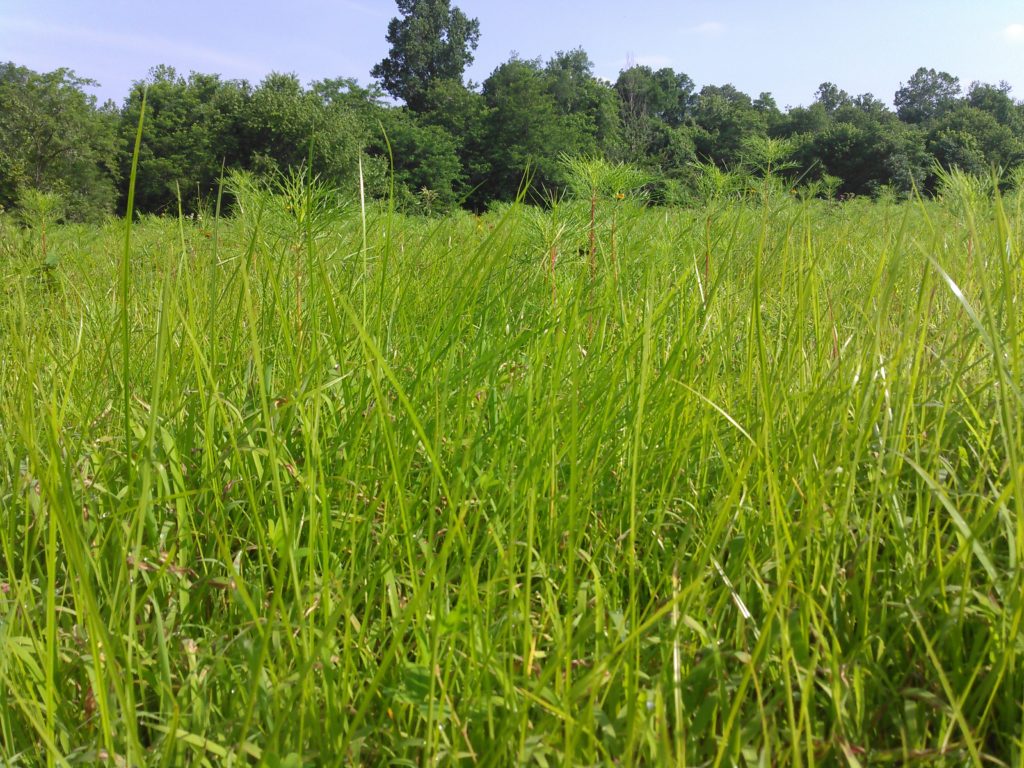 SoilKeepers Virginia rivers bottomland restoration