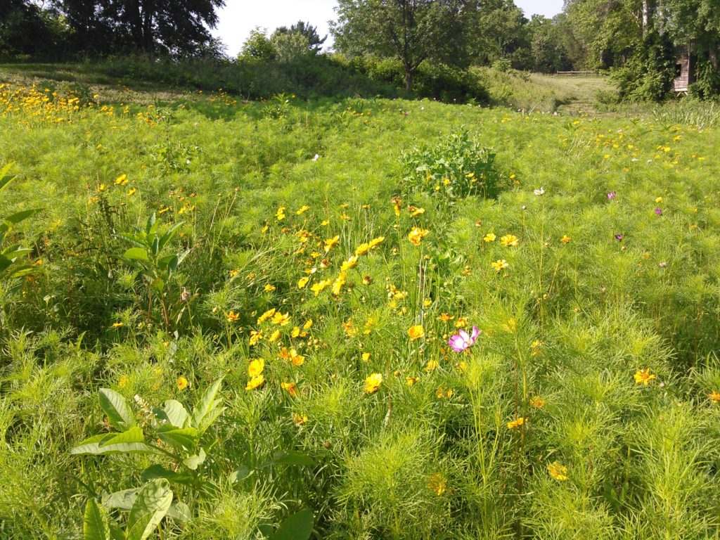 SoilKeepers Floodplain wildflower habitat