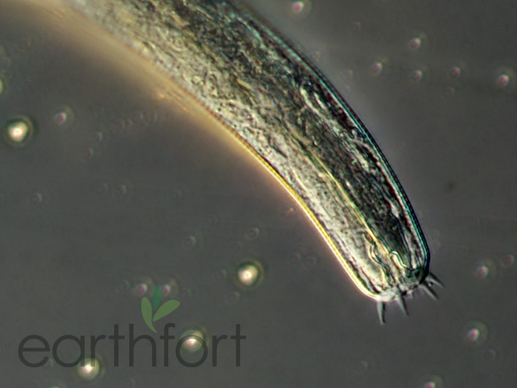 Nematodes are one of the species in healthy, biologically diverse eco lawns