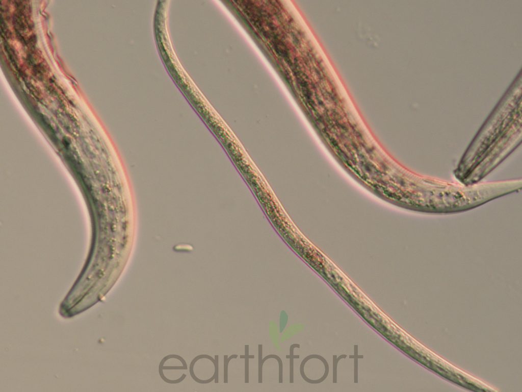 Nematodes contribute to healthy soil and environmentally-friendly lawns