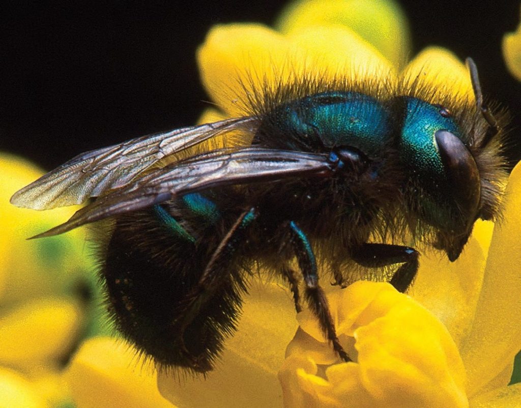 https://armn.org/2017/07/18/to-be-or-not-to-be-a-mason-bee-monitoring-project-observes-virginias-native-bees/