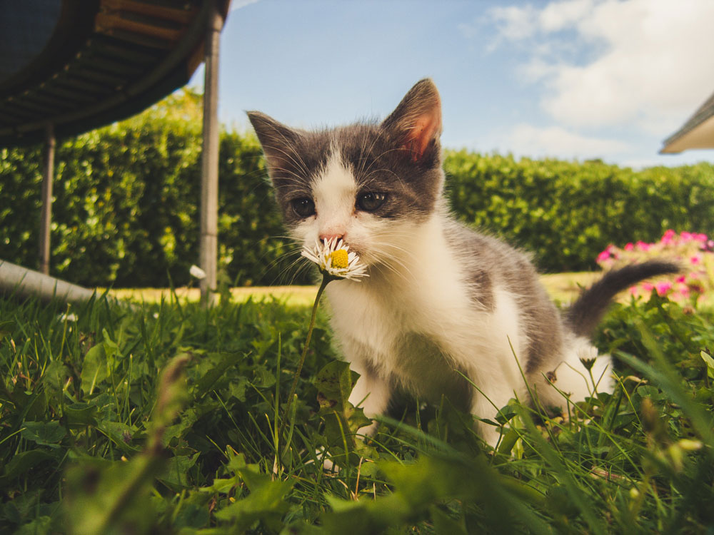 kitten on pet friendly eco environmental lawn smelling wildflower for pollinators