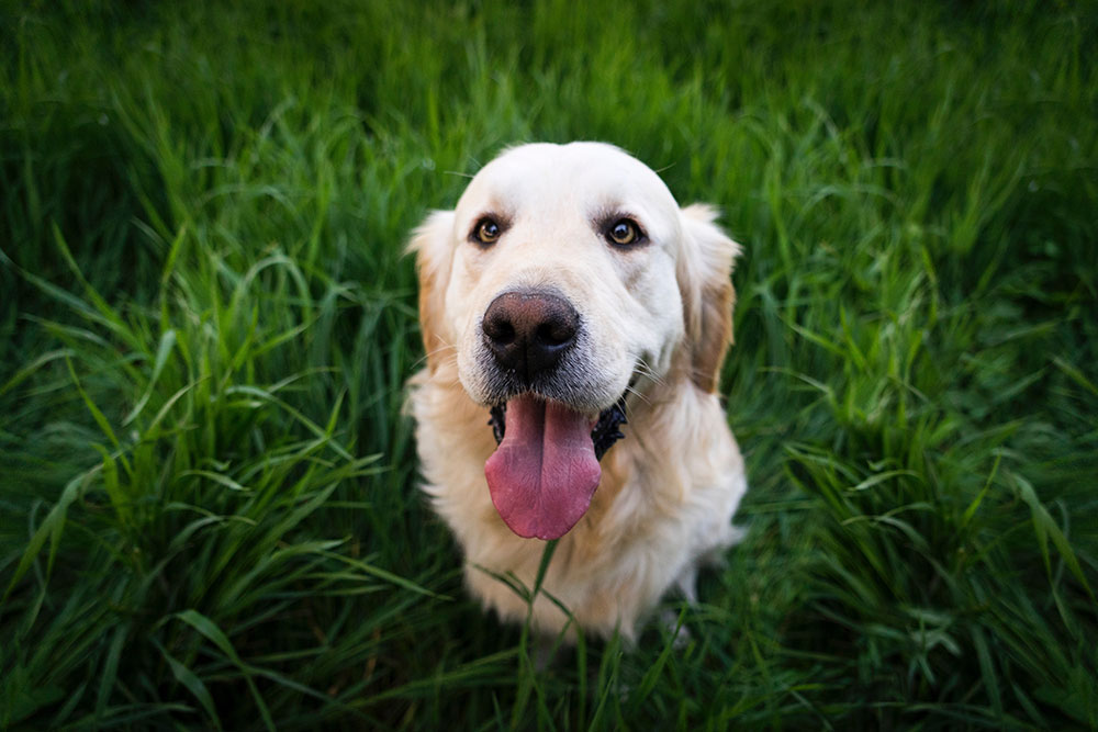 pet friendly eco lawn mowing service