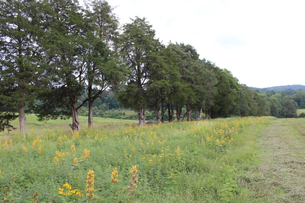 VWHC works with landowners across property boundaries, hedgerows, field brakes, and fencelines to create contiguous habitat