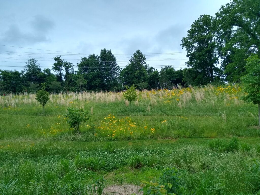 SoilKeepers, growing honeybee lawns for homes, estates, and businesses throughout Virginia. Bee lawns address habitat development and conservation, helping to provide pollinators with food and homes. SoilKeepers prepares lawn soil in the spring and restores lawn aster and grass vegetation in the fall. “Soil Keepers dot US” for details.