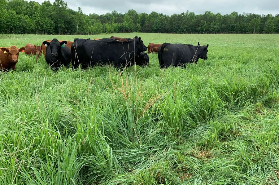 Regnerative landscape grassland switchgrass bluestem Beaverdam NWSG